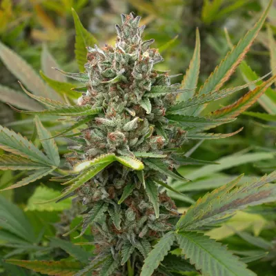 Grape Gas – Fleur CBD Française fruitée & diesel | GreenCrew