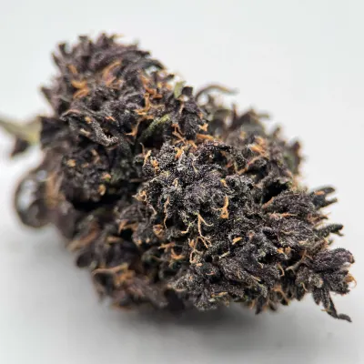 Blood Orange Diesel - Fleur CBD Greenhouse 2025, Normandie | Greencrew