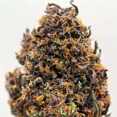 Pack CBD Bio Light Dep 2025 – Tomine x Terpz (3x2G) | GreenCrew.fr