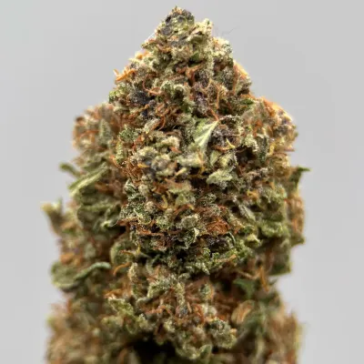 Pack CBD Bio Light Dep 2025 – Tomine x Terpz (3x2G) | GreenCrew.fr