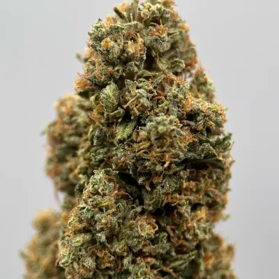 Pack CBD Bio Light Dep 2025 – Tomine x Terpz (3x2G) | GreenCrew.fr