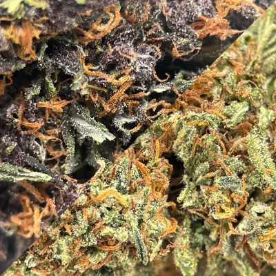 Pack CBD Bio Light Dep 2025 – Tomine x Terpz (3x2G) | GreenCrew.fr