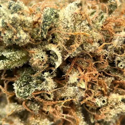 Pack CBD Indoor Jungle House – Strawberry & Tropic | Greencrew.fr