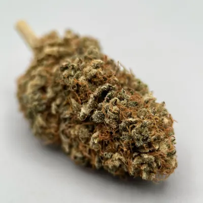 Pack CBD Indoor Jungle House – Strawberry & Tropic | Greencrew.fr