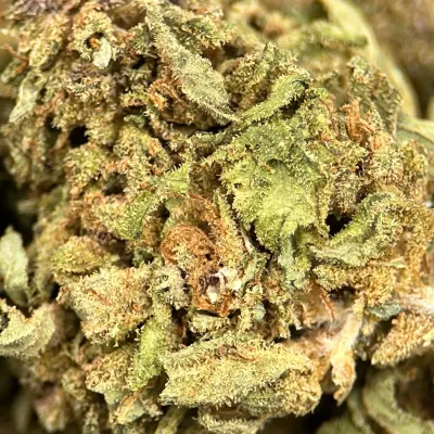 Blood Lime CBD France | Chanvre Bio pas cher |  Indoor | GreenCrew