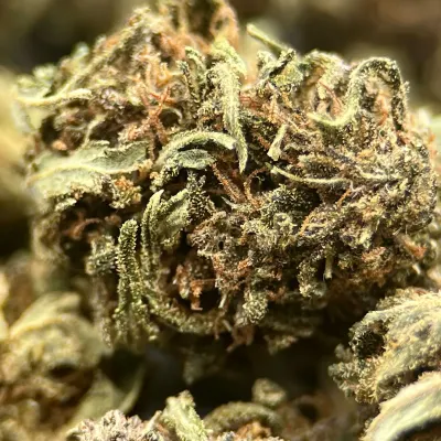 Legendary OG CBD France | Chanvre Bio pas cher |  Greenhouse | GreenCrew