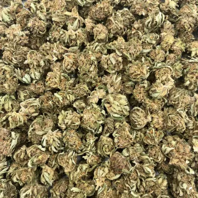 Legendary OG CBD France | Chanvre Bio pas cher |  Greenhouse | GreenCrew