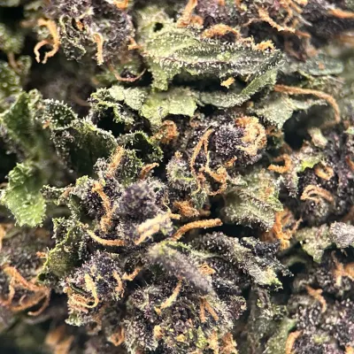 Sapphire Kush - Fleur Bio CBD Greenhouse Primée | GreenCrew