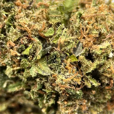 Bubble Gum CBD Bio | Fruits Rouges & Chewing-gum – La Tête à l’Ouest