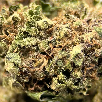 Strawberry Payton CBD Small Buds | Fraise Crémeuse & Gaz – La Tête à l’Ouest