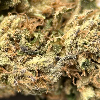 Dark Saphir - CBD Bio, Primée aux Arômes kush | Happy Pousse | Greencrew