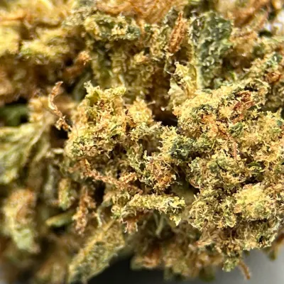 G2 Kush Small Bud CBD - Exclu Greencrew | HERA