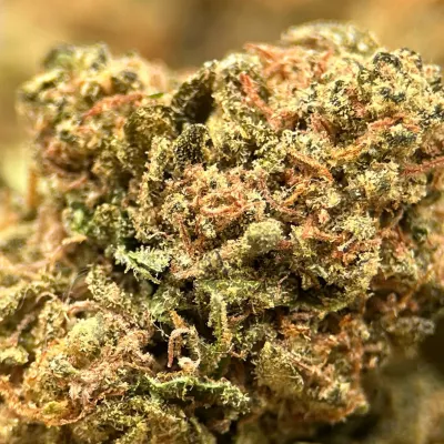 Tropical Meringue Small Bud CBD - Exclu Greencrew | HERA