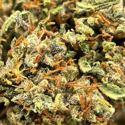 Skunk Works CBD 2026 Light Dep Bio | Tomine X Terpz en herbe