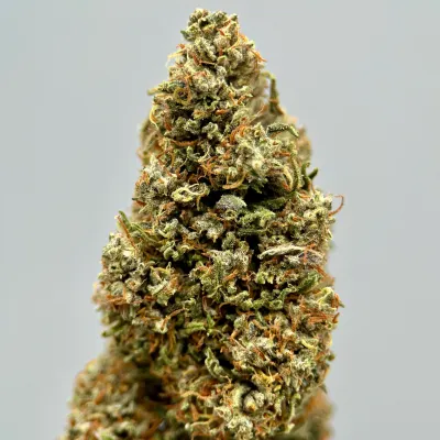Skunk Works CBD 2026 Light Dep Bio | Tomine X Terpz en herbe