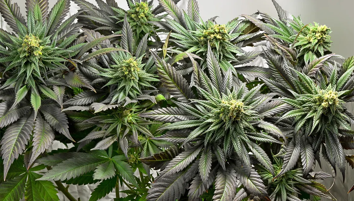 Corrélation entre CBD et THC