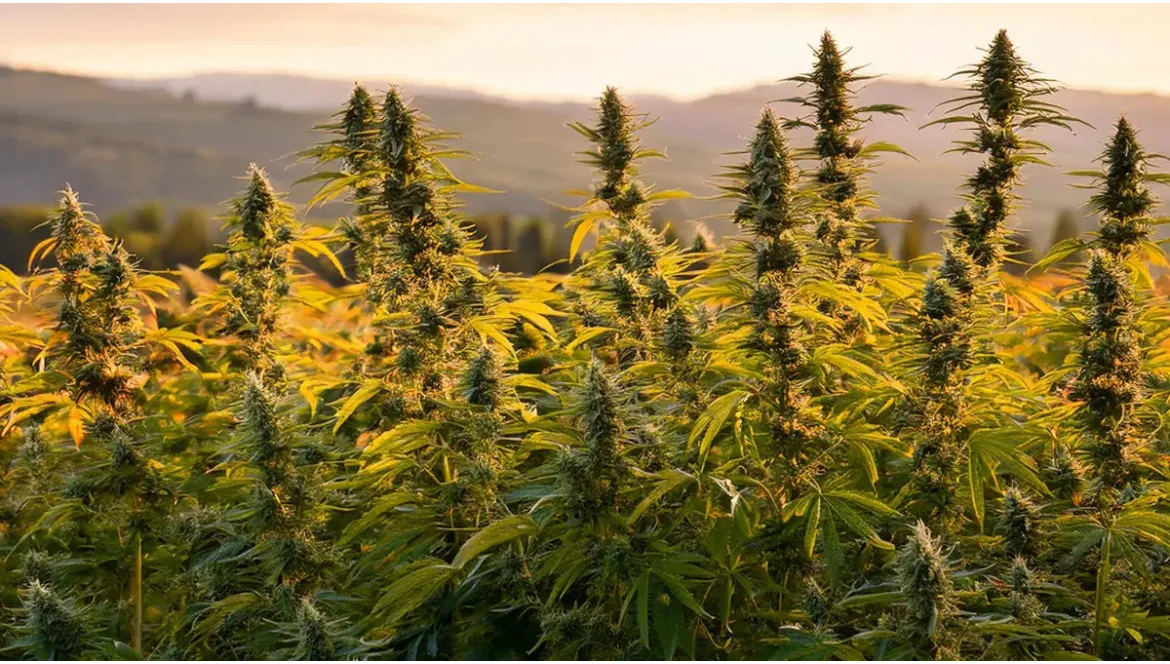 La qualité du sol : l’essence d’un Chanvre pur