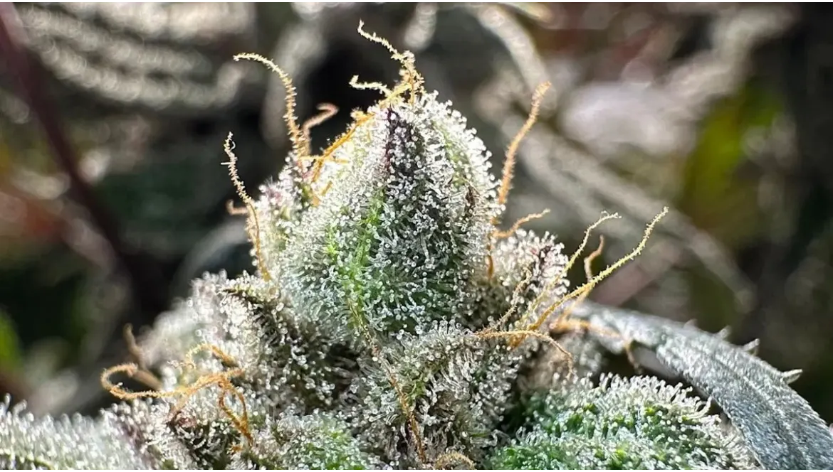 L'effet d'entourage, vive le full spectrum