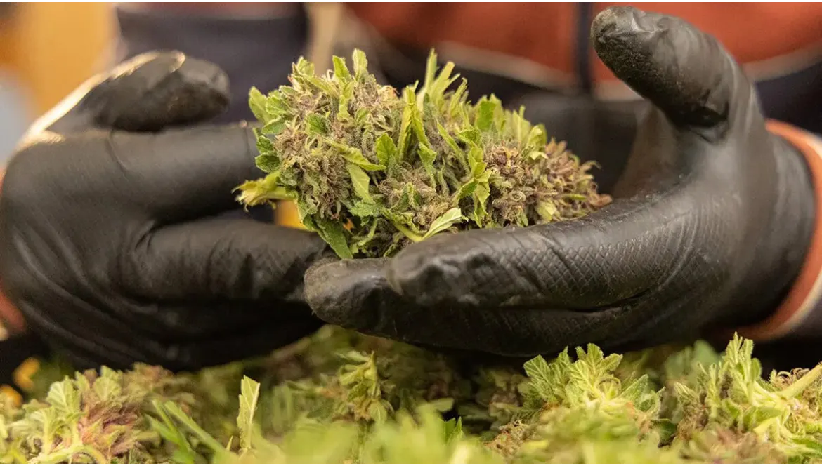 Focus variétés : Tropicake & Pink Panther - les reines sensorielles d’Utoplantes