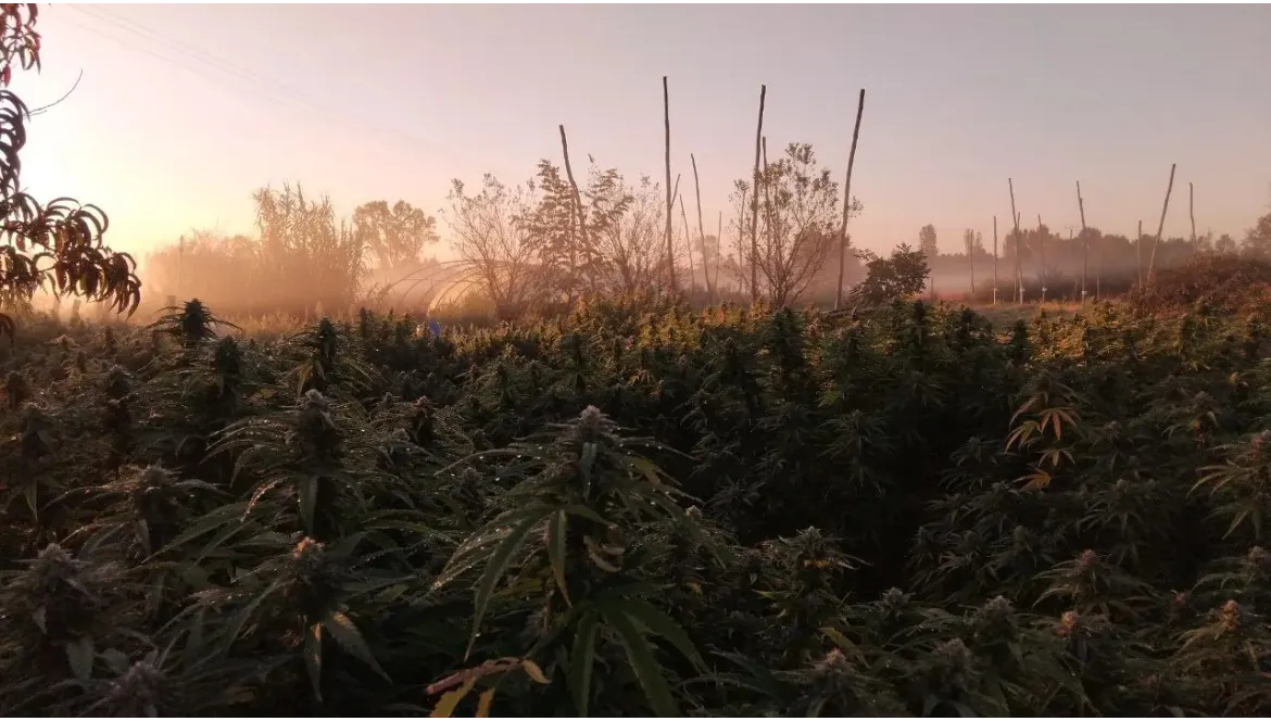 Focus Variétés : Zombie Kush & Cheese Cake – Deux fleurs, deux univers sensoriels d'exception