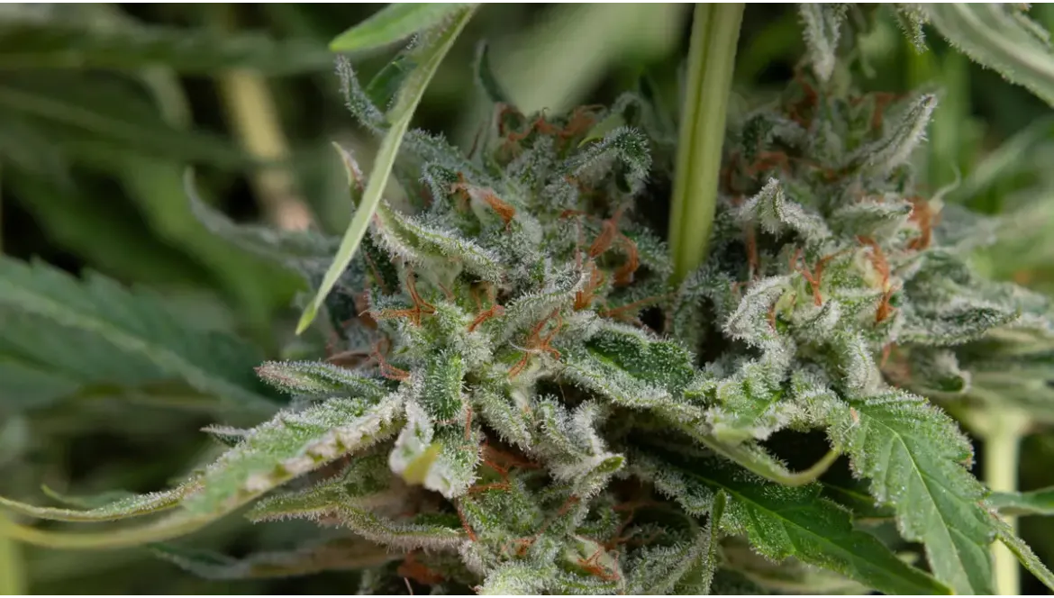 Focus variétés : Afghan Berry & Grape Gas - Deux fleurs qui marquent par Hera