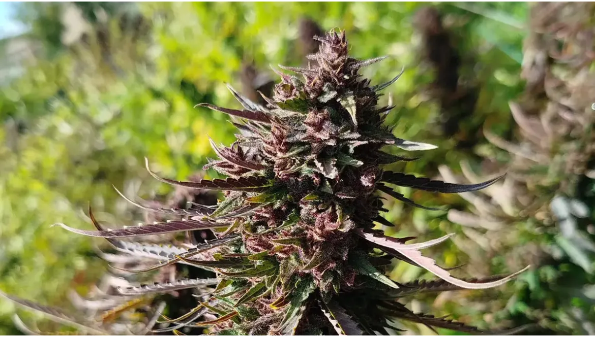 Focus variétés : La ferme en herbe 2024-25