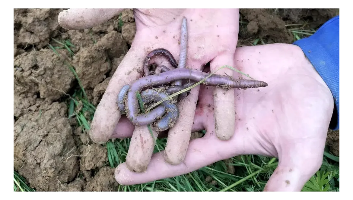 CBD & Sol Vivant : une culture régénérative au service du vivant