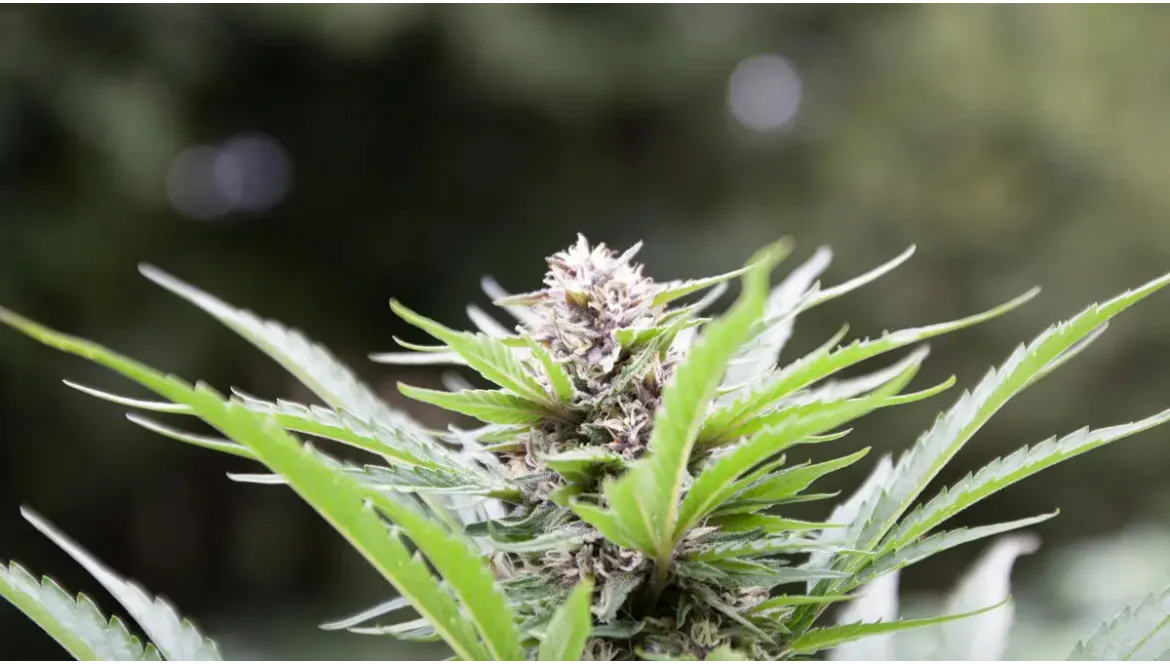 Focus Variétés : Sapphire Kush & Cake Berry Brûlée – SMELLZ