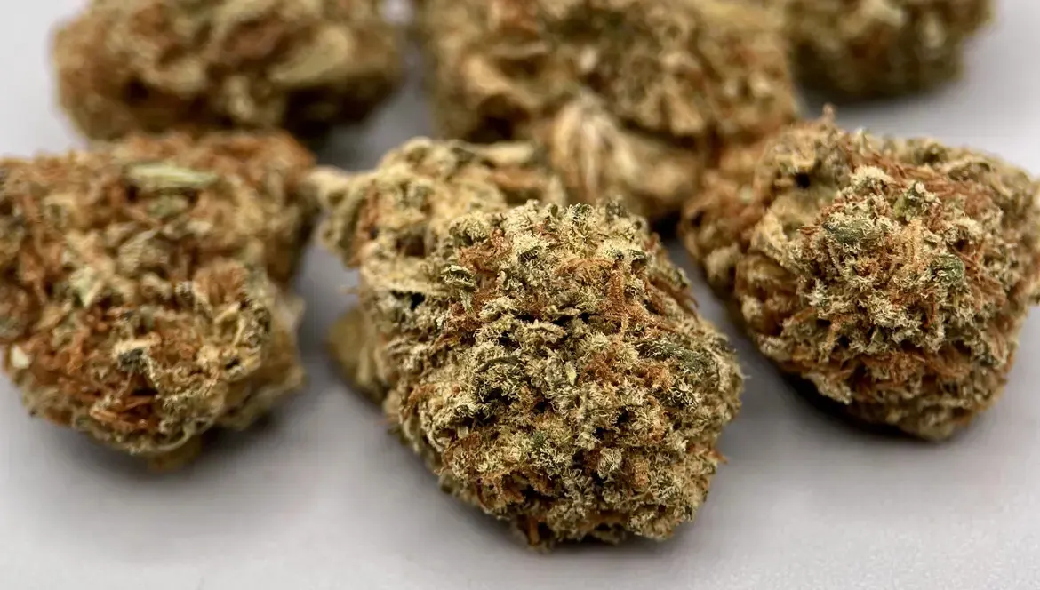 Focus Variété : Interstellar Small Bud – Exclusivité HERA x Greencrew