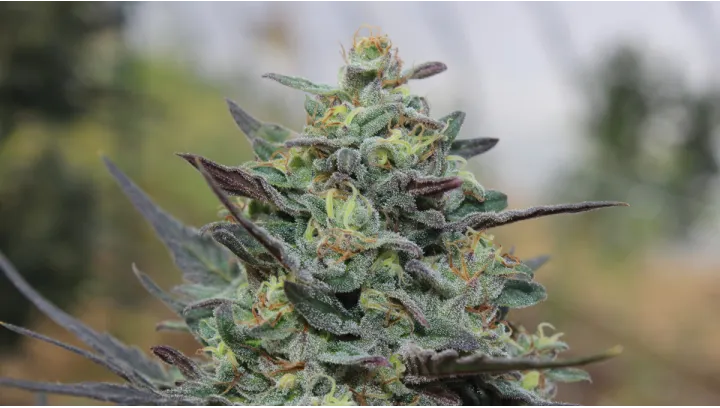 Focus variétés : Light Dep 2025