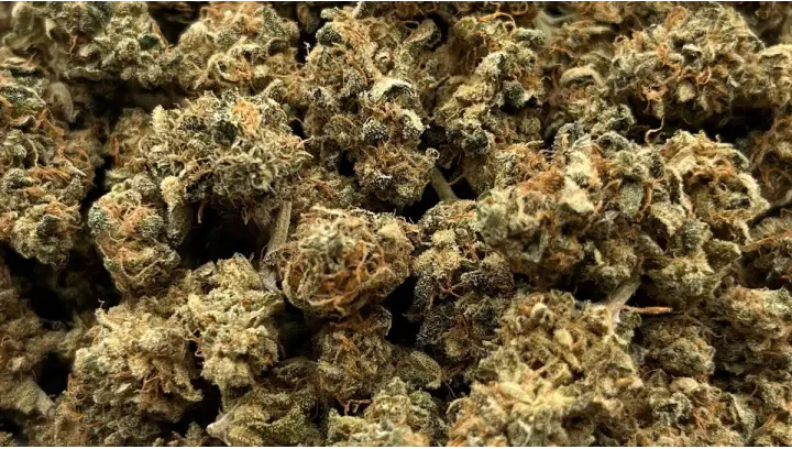 Focus Variétés : Tropic Sunset & Strawberry Squeeze - Jungle House