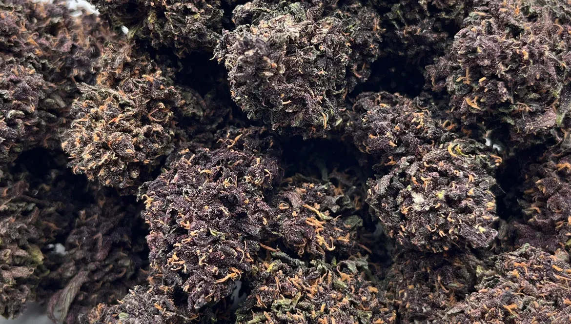 Focus Variété : Blood Orange Diesel — L’agrume gazeux venu de Normandie