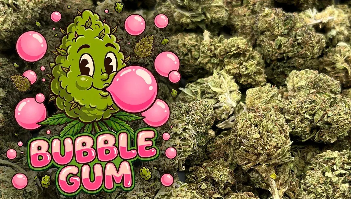   Bubble Gum : une vraie Bubble française signée La Tête à l’Ouest