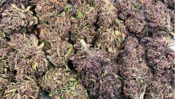 Sapphire Kush de Smellz - Review par Mon Ika