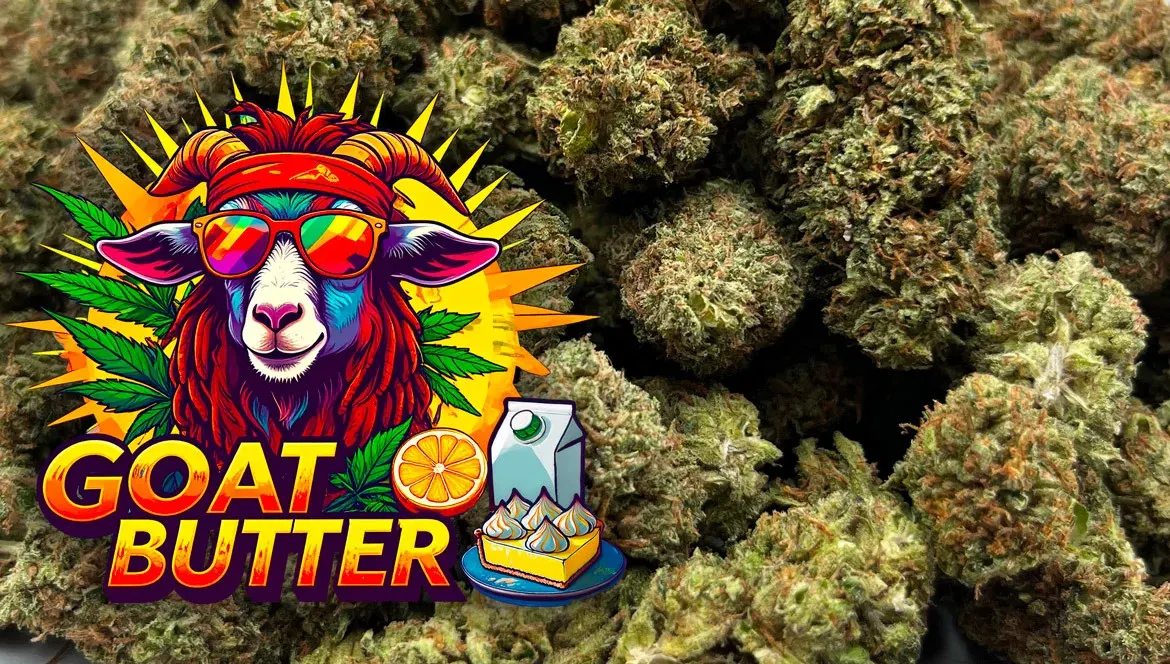 Goat Butter : IS BACK !